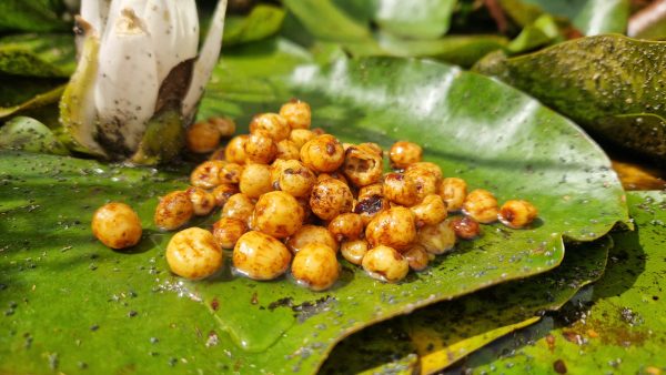 Pva Tigernuts